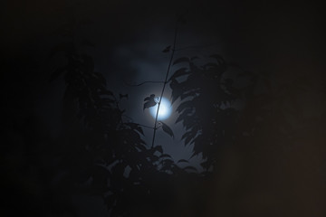 Moon with foreground tree 6