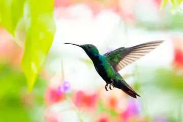 Fotobehang Kolibrie Een zwart-throated Mango-kolibrie die in zijn natuurlijke habitat op een bloemenachtergrond zweeft. Tropische kolibrie zweven. kleurrijke achtergrond, natuurlijke omgeving, Vogel in een tuin. Kolibrie in de natuur.