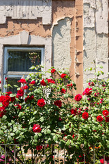 cottage with beautiful red roses around the door