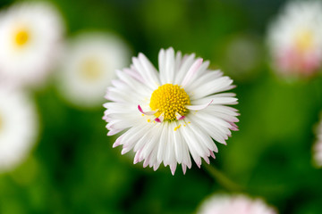 Beautiful white Daisy flower on blurry green background, as the background. Selective focus.