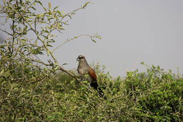 Bird of Prey in Tree in Kenya, Africa