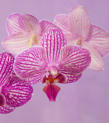 Fototapeta na wymiar Macro view of orchid flowers. Pale pink speckled phalaenopsis. 