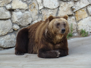 Obraz na płótnie Canvas huge brown bear with powerful claws