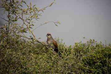 Bird of Prey in Tree in Kenya, Africa