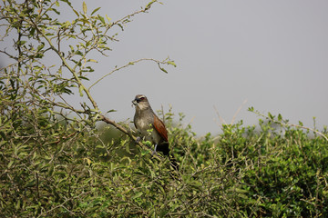 Bird of Prey in Tree in Kenya, Africa