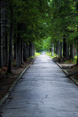 Empty park. Forest alley. The road going into the distance.
