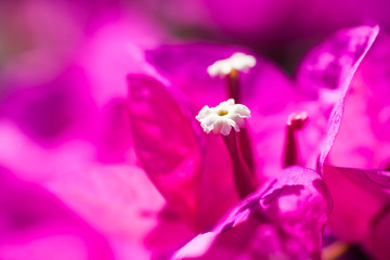Fototapeta na wymiar close-up bougainvillea flower with the blurry background