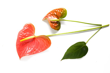 Anthurium flower/ Flamingo flower isolated on white background