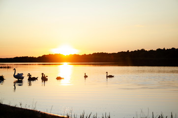 Naklejka premium Beautiful sunset over the river. Golden sunset over the river with swans. Reflection of nature in the water of the river. The golden bows of the setting sun reflecting in the water of the river