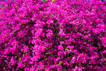 Fototapeta premium colorful bougainvillea flower as a background