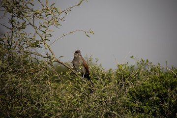Bird of Prey in Tree in Kenya, Africa