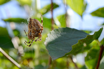 the spider web in tree