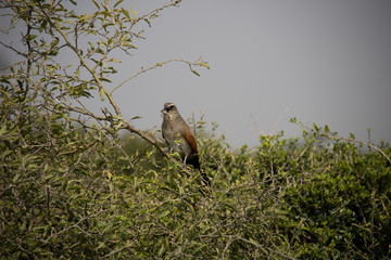 Bird of Prey in Tree in Kenya, Africa