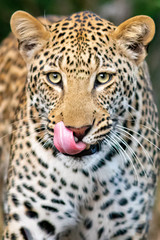 Lip Smacking Leopard