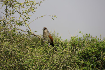 Bird of Prey in Tree in Kenya, Africa