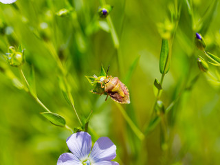 Shield bug, also known as stink bug on plant. Agriculture is considered pest of grain crops. Selective focus