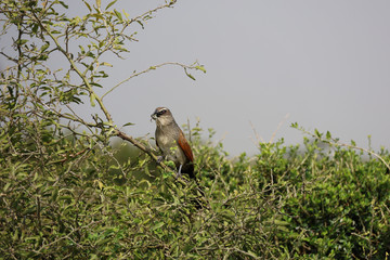 Bird of Prey in Tree in Kenya, Africa