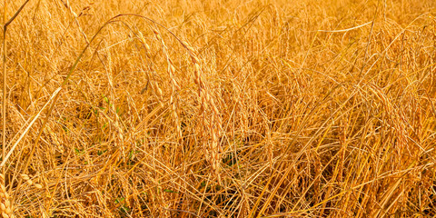 Golden Rice field