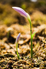 Close-up seedling of Taiwan Pleione with the natural background