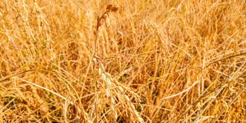 Golden Rice field