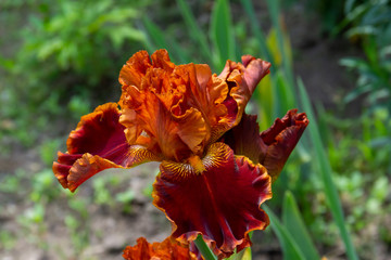 Beautiful orange iris flowers grow in the garden.