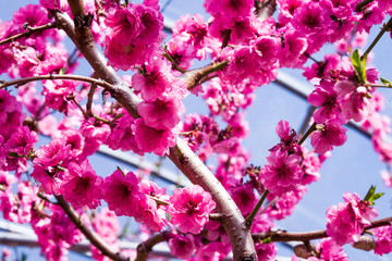 Close-up peach flowers blooming in the garden