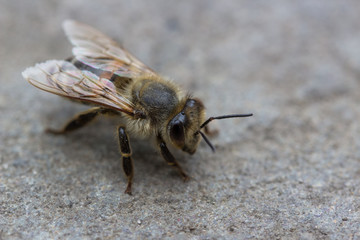 Macro of a bee sitting on a stone ground
