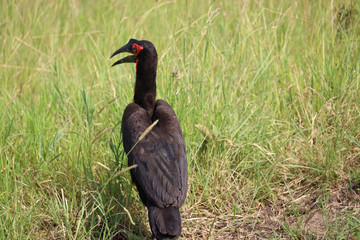 Southern Ground Hornbill in Kenya, Africa