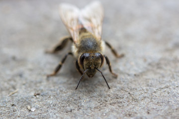 Fototapeta premium Macro of a bee sitting on a stone ground