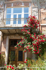 cottage with beautiful red roses around the door