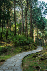 Stone stair through in green forest, Alishan Forest Recreation Area in Chiayi, Taiwan.