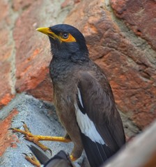 Bird sitting on a wall