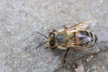 Macro of a bee sitting on a stone ground