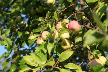 frutta,albero,mela,melo