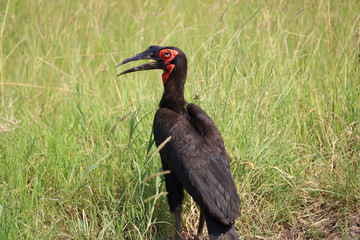 Southern Ground Hornbill in Kenya, Africa