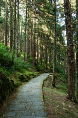 Stone stair through in green forest, Alishan Forest Recreation Area in Chiayi, Taiwan.