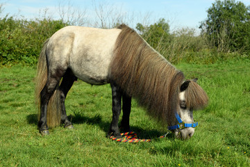 One hungry gray pony with the blue halter and color rope is eating the grass on the pasture.