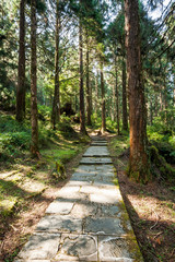 Stone pathway through the green forest, Alishan Forest Recreation Area in Chiayi, Taiwan.