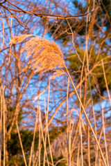 tall grass in the forest