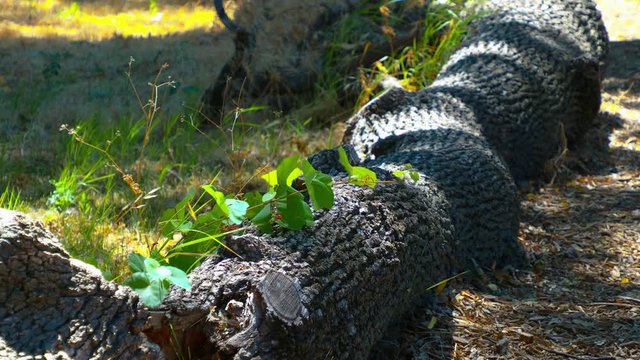 Small sapling next to fallen oak logs