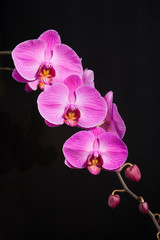 Naklejka premium Close-up of moth orchid flowers with black background