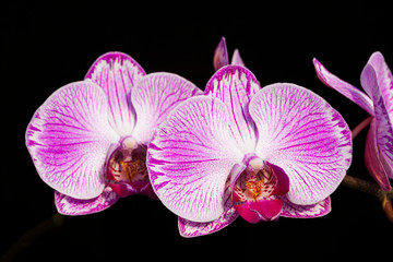 Beautiful moth orchid flowers in the garden