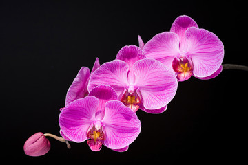 Naklejka na ściany i meble Orchid flowers with black background