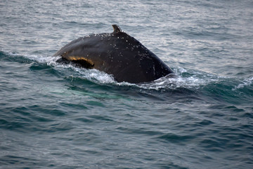 Fototapeta premium The humpback whale and its fin emerge from the water in the Atlantic ocean off the coast of Husavik in Iceland