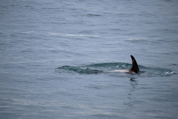 Obraz premium White nosed dolphin fin in the Atlantic Ocean off the coast of Husavik in Iceland