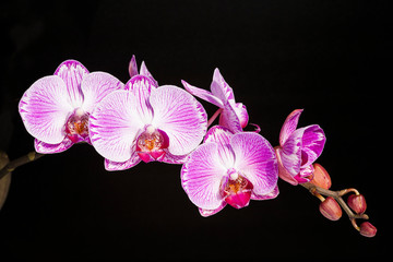 Naklejka na ściany i meble Beautiful moth orchid flowers in the garden