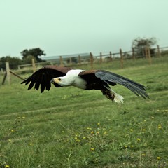An African Sea Eagle in flight