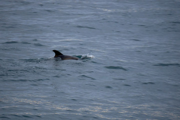 Fototapeta premium Small white nosed dolphin in the Atlantic Ocean off the coast of Husavik in Iceland