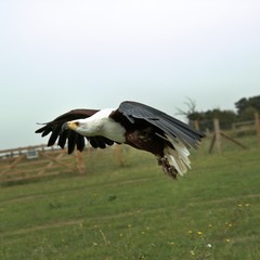 An African Sea Eagle in flight
