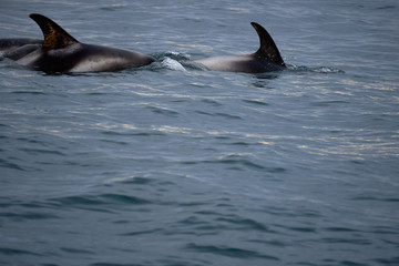 Fototapeta premium Group of white nosed dolphins in the Atlantic Ocean off the coast of Husavik in Iceland